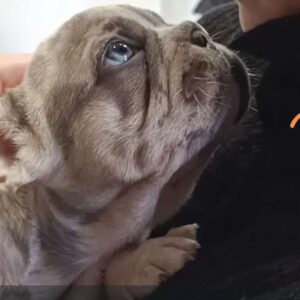 Bull dog frances Brienne