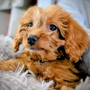 Cooper Cavapoo2