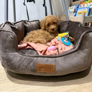 Duna Maltipoo
