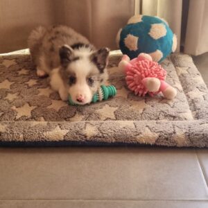 Leo - Border collie (2)