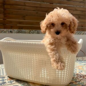 Ron maltipoo