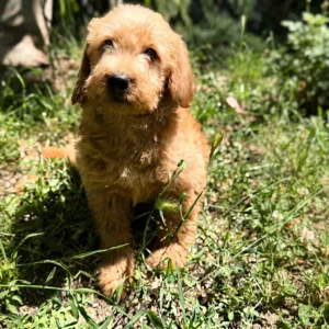 Labradoodle