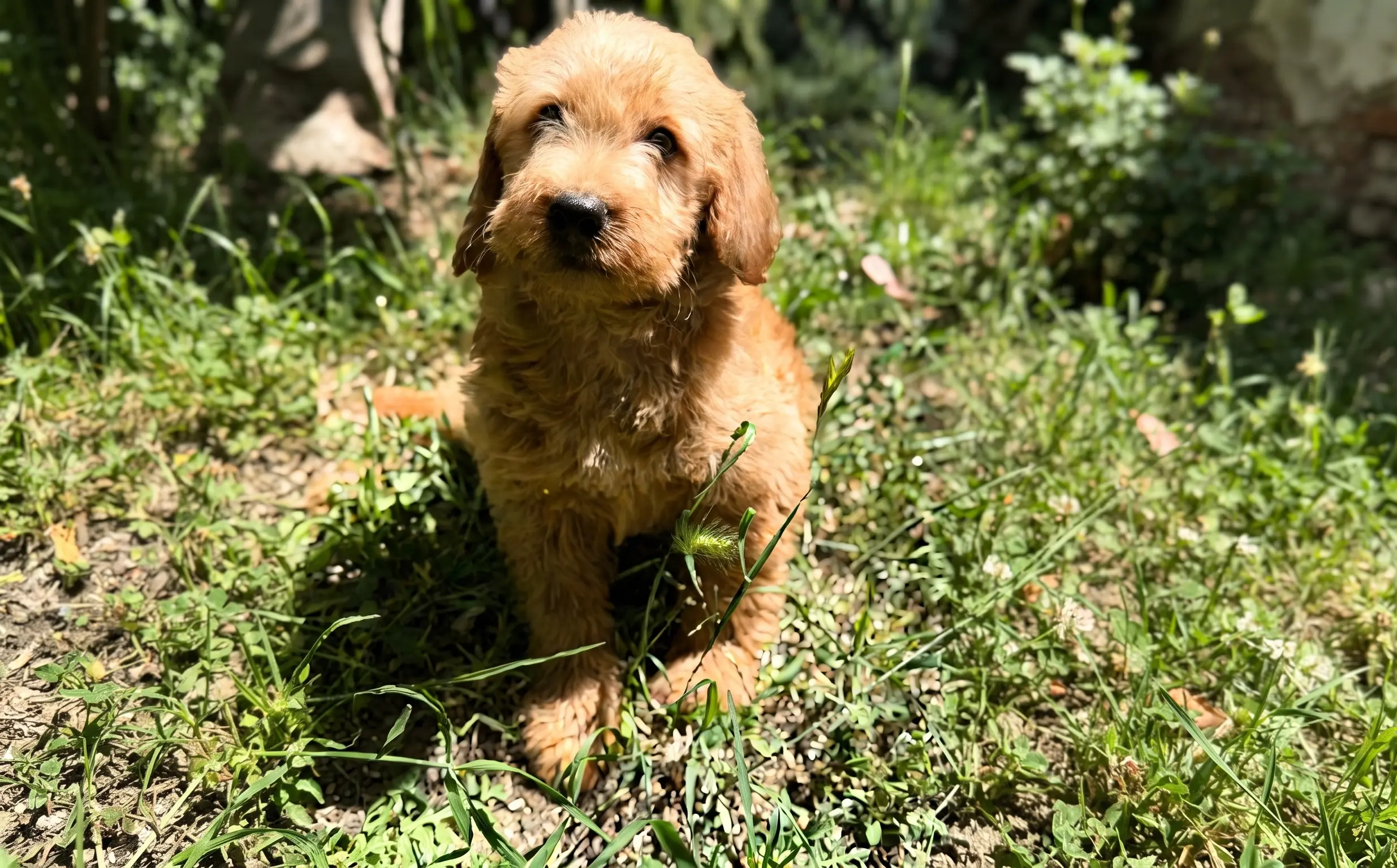 Labradoodle