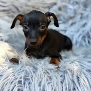 Mini Pinscher