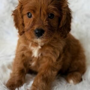 Cavapoo