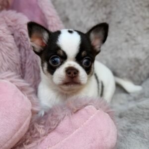 Chihuahua