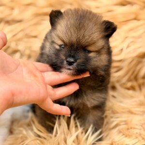 Pomerania