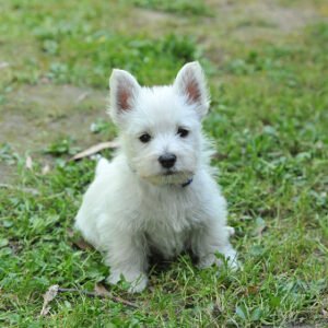 West highland white terrier
